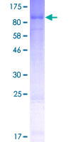 GAB3 Protein - 12.5% SDS-PAGE of human GAB3 stained with Coomassie Blue