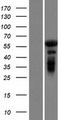 GAB4 Protein - Western validation with an anti-DDK antibody * L: Control HEK293 lysate R: Over-expression lysate