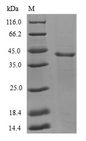 GABARAPL1 / ATG8 Protein - (Tris-Glycine gel) Discontinuous SDS-PAGE (reduced) with 5% enrichment gel and 15% separation gel.