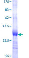 GABARAPL2 / ATG8 Protein - 12.5% SDS-PAGE Stained with Coomassie Blue.