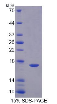 GABARAPL2 / ATG8 Protein - Recombinant  GABA-A Receptor Associated Protein Like Protein 2 By SDS-PAGE