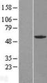GABPA / NRF2 Protein - Western validation with an anti-DDK antibody * L: Control HEK293 lysate R: Over-expression lysate