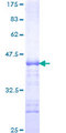 GABPA / NRF2 Protein - 12.5% SDS-PAGE Stained with Coomassie Blue.