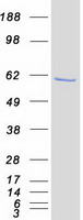 GABPA / NRF2 Protein - Purified recombinant protein GABPA was analyzed by SDS-PAGE gel and Coomassie Blue Staining