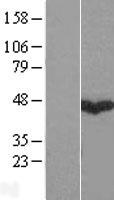 GABPB1 Protein - Western validation with an anti-DDK antibody * L: Control HEK293 lysate R: Over-expression lysate