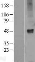 GABRA1 Protein - Western validation with an anti-DDK antibody * L: Control HEK293 lysate R: Over-expression lysate