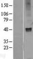 GABRA3 Protein - Western validation with an anti-DDK antibody * L: Control HEK293 lysate R: Over-expression lysate
