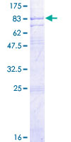 GABRA4 Protein - 12.5% SDS-PAGE of human GABRA4 stained with Coomassie Blue