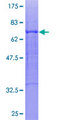 GABRA6 Protein - 12.5% SDS-PAGE of human GABRA6 stained with Coomassie Blue