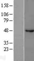 GABRB1 Protein - Western validation with an anti-DDK antibody * L: Control HEK293 lysate R: Over-expression lysate