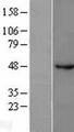 GABRB1 Protein - Western validation with an anti-DDK antibody * L: Control HEK293 lysate R: Over-expression lysate