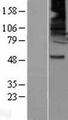 GABRB2 Protein - Western validation with an anti-DDK antibody * L: Control HEK293 lysate R: Over-expression lysate
