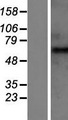 GABRB2 Protein - Western validation with an anti-DDK antibody * L: Control HEK293 lysate R: Over-expression lysate
