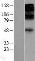 GABRB3 Protein - Western validation with an anti-DDK antibody * L: Control HEK293 lysate R: Over-expression lysate