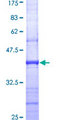 GABRB3 Protein - 12.5% SDS-PAGE Stained with Coomassie Blue.