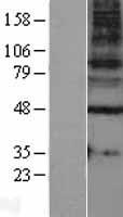 GABRG1 Protein - Western validation with an anti-DDK antibody * L: Control HEK293 lysate R: Over-expression lysate