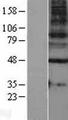 GABRG1 Protein - Western validation with an anti-DDK antibody * L: Control HEK293 lysate R: Over-expression lysate