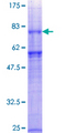 GABRG1 Protein - 12.5% SDS-PAGE of human GABRG1 stained with Coomassie Blue