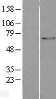 GAD1 / GAD67 Protein - Western validation with an anti-DDK antibody * L: Control HEK293 lysate R: Over-expression lysate