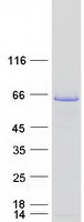 GAD1 / GAD67 Protein - Purified recombinant protein GAD1 was analyzed by SDS-PAGE gel and Coomassie Blue Staining