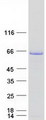 GAD1 / GAD67 Protein - Purified recombinant protein GAD1 was analyzed by SDS-PAGE gel and Coomassie Blue Staining