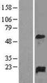 GADD45A / GADD45 Protein - Western validation with an anti-DDK antibody * L: Control HEK293 lysate R: Over-expression lysate