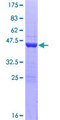 GADD45A / GADD45 Protein - 12.5% SDS-PAGE of human GADD45A stained with Coomassie Blue