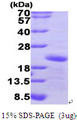 GADD45A / GADD45 Protein