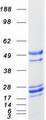 GADD45A / GADD45 Protein - Purified recombinant protein GADD45A was analyzed by SDS-PAGE gel and Coomassie Blue Staining
