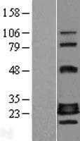 GADD45GIP1 / CRIF1 Protein - Western validation with an anti-DDK antibody * L: Control HEK293 lysate R: Over-expression lysate