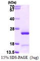 GADD45GIP1 / CRIF1 Protein