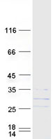 GADD45GIP1 / CRIF1 Protein - Purified recombinant protein GADD45GIP1 was analyzed by SDS-PAGE gel and Coomassie Blue Staining