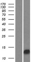 GAGE13 Protein - Western validation with an anti-DDK antibody * L: Control HEK293 lysate R: Over-expression lysate