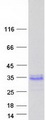 GAGE13 Protein - Purified recombinant protein GAGE13 was analyzed by SDS-PAGE gel and Coomassie Blue Staining