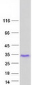 GAGE2C Protein - Purified recombinant protein GAGE2C was analyzed by SDS-PAGE gel and Coomassie Blue Staining