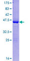 GAGEC1 / JM27 Protein - 12.5% SDS-PAGE of human PAGE4 stained with Coomassie Blue