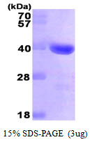 GAL4 / Galectin 4 Protein