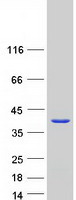 GAL4 / Galectin 4 Protein - Purified recombinant protein LGALS4 was analyzed by SDS-PAGE gel and Coomassie Blue Staining