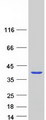 GAL4 / Galectin 4 Protein - Purified recombinant protein LGALS4 was analyzed by SDS-PAGE gel and Coomassie Blue Staining