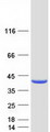 GALE / UDP-Glucose 4-Epimerase Protein - Purified recombinant protein GALE was analyzed by SDS-PAGE gel and Coomassie Blue Staining