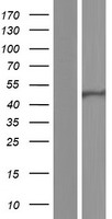 GALK2 Protein - Western validation with an anti-DDK antibody * L: Control HEK293 lysate R: Over-expression lysate