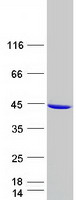 GALM / Mutarotase Protein - Purified recombinant protein GALM was analyzed by SDS-PAGE gel and Coomassie Blue Staining