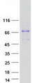GALNT1 Protein - Purified recombinant protein GALNT1 was analyzed by SDS-PAGE gel and Coomassie Blue Staining