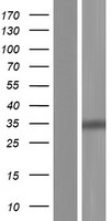 GALNT10 Protein - Western validation with an anti-DDK antibody * L: Control HEK293 lysate R: Over-expression lysate