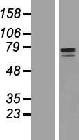 GALNT10 Protein - Western validation with an anti-DDK antibody * L: Control HEK293 lysate R: Over-expression lysate