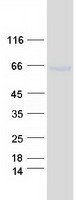 GALNT13 Protein - Purified recombinant protein GALNT13 was analyzed by SDS-PAGE gel and Coomassie Blue Staining