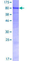 GALNT15 / GALNTL2 Protein - 12.5% SDS-PAGE of human GALNTL2 stained with Coomassie Blue