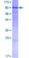 GALNT15 / GALNTL2 Protein - 12.5% SDS-PAGE of human GALNTL2 stained with Coomassie Blue