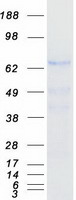 GALNT15 / GALNTL2 Protein - Purified recombinant protein GALNT15 was analyzed by SDS-PAGE gel and Coomassie Blue Staining