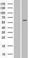GALNT16 / GALNTL1 Protein - Western validation with an anti-DDK antibody * L: Control HEK293 lysate R: Over-expression lysate